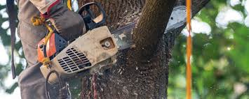 Best Commercial Tree Services  in Stony Prairie, OH