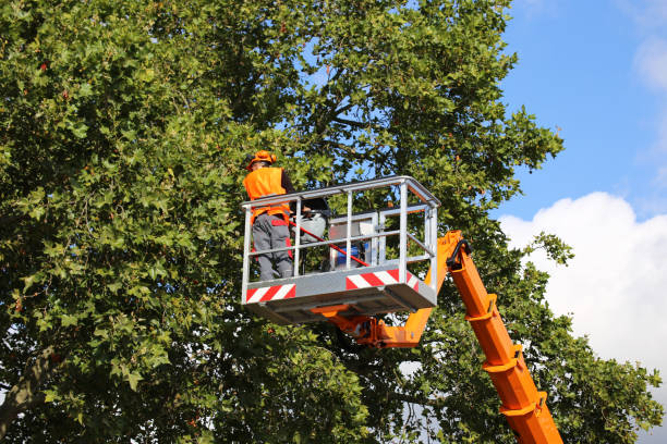 Best Tree Cabling and Bracing  in Stony Prairie, OH