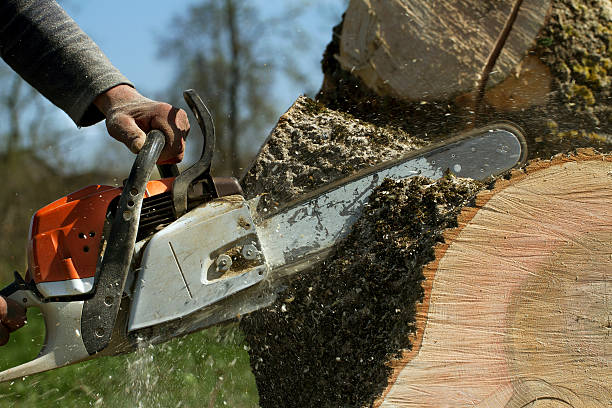 Why Choose Our Tree Removal Services in Stony Prairie, OH?